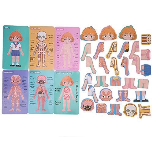 Zerodis Body Knowledge Card, Kinder Holz Organische Struktur des menschlichen Körpers Erkenntnis Puzzle Puzzle Frühes Lernspielzeug für und Mädchen(#2) von Zerodis