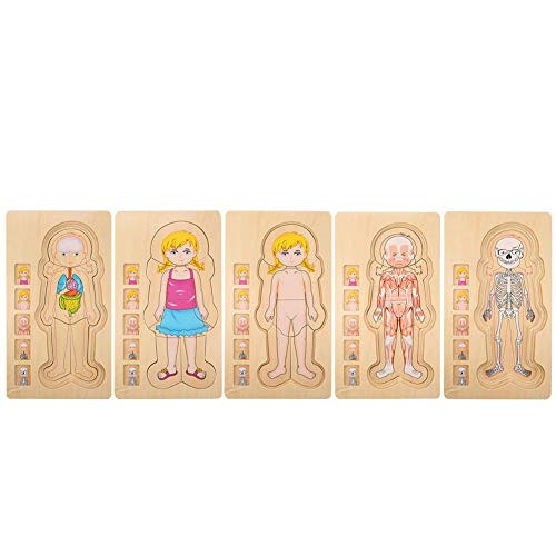 Zerodis Menschliche Körper Struktur Puzzlespielzeug hölzerner Ziegelstein Frühes Pädagogisches Ungiftiges Umweltfreundliches Baby Ziegelstein Spielzeug(Mädchen) von Zerodis