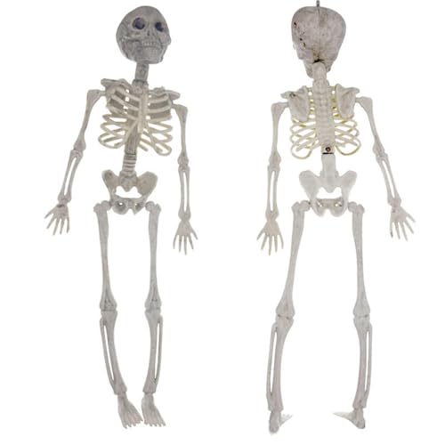 Skelettfigur – Spielzeug Modell menschlicher Knochen komplett | Beweglicher Schädel mit beweglichen Gliedmaßen, realistisches Halloween-Accessoire, stellbares Dekorationsstück für Spukparty im Skelettfigur – Spielzeug Modell menschlicher Knochen komplett | Beweglicher Schädel mit beweglichen Gliedmaßen, realistisches Halloween-Accessoire, stellbares Dekorationsstück für Spukparty im von Zestivra