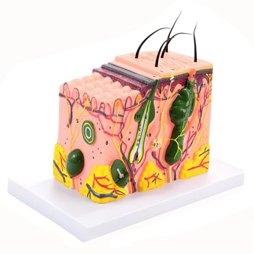 35-fach vergrößertes anatomisches Modell der menschlichen Hautgewebestruktur mit Haaren für den naturwissenschaftlichen Unterricht, Anzeige medizinischer Hautmarker 35-fach vergrößertes anatomisches Modell der menschlichen Hautgewebestruktur mit Haaren für den naturwissenschaftlichen Unterricht, Anzeige medizinischer Hautmarker von ZhuiFengA