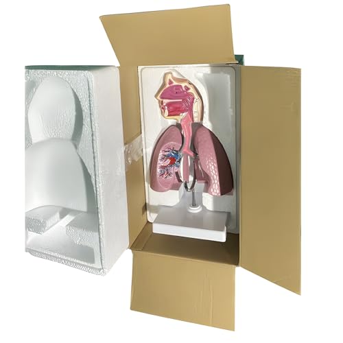 3D-Atemwegslungenmodell, menschliches Lungenmodell, Anatomiewerkzeug für die menschliche Nasenhöhle und den Rachen, für den Unterricht, PVC-Material 3D-Atemwegslungenmodell, menschliches Lungenmodell, Anatomiewerkzeug für die menschliche Nasenhöhle und den Rachen, für den Unterricht, PVC-Material von ZhuiFengA