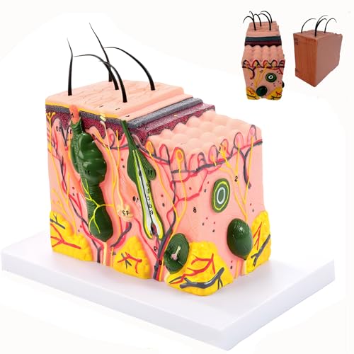 3D-Hautanatomiemodell, 35-fach vergrößertes Anatomiemodell der Hautschichtstruktur, mit Haaren, für wissenschaftliche Studien oder Patientenaufklärung 3D-Hautanatomiemodell, 35-fach vergrößertes Anatomiemodell der Hautschichtstruktur, mit Haaren, für wissenschaftliche Studien oder Patientenaufklärung von ZhuiFengA