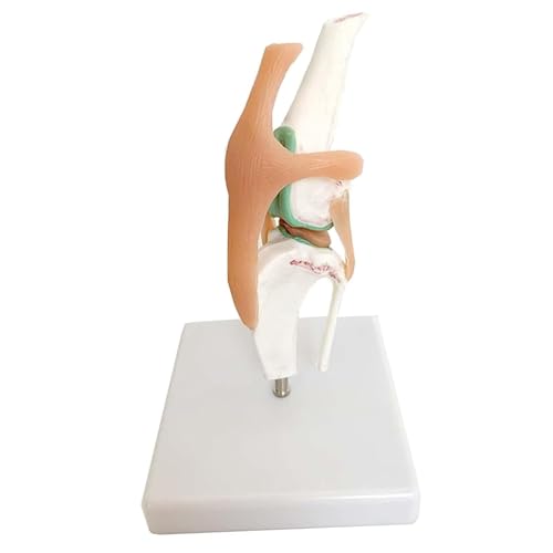 Anatomisches Kniegelenkmodell für Hunde, Kniegelenkmodell für Hunde, Kniemodell für Hunde, künstliches anatomisches Gelenkmodell aus PVC in natürlicher Größe Anatomisches Kniegelenkmodell für Hunde, Kniegelenkmodell für Hunde, Kniemodell für Hunde, künstliches anatomisches Gelenkmodell aus PVC in natürlicher Größe von ZhuiFengA