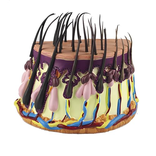 Haarwachstumsmodell, Haarwachstumsprozess, anatomisches Hautmodell mit Haarfollikelvergrößerung, für die Anzeige im naturwissenschaftlichen Unterricht Haarwachstumsmodell, Haarwachstumsprozess, anatomisches Hautmodell mit Haarfollikelvergrößerung, für die Anzeige im naturwissenschaftlichen Unterricht von ZhuiFengA