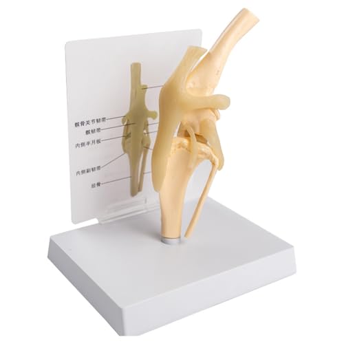 Hundekniegelenkmodell, anatomisches Hundekniegelenkmodell, künstliches PVC-Gelenkanatomiemodell in natürlicher Größe Hundekniegelenkmodell, anatomisches Hundekniegelenkmodell, künstliches PVC-Gelenkanatomiemodell in natürlicher Größe von ZhuiFengA
