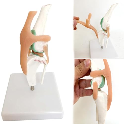 Hundekniegelenkmodell, anatomisches Hundekniegelenkmodell, künstliches PVC-Modell in natürlicher Größe, Tierskelett-Anatomiemodell für Tierkliniken und Schulen Hundekniegelenkmodell, anatomisches Hundekniegelenkmodell, künstliches PVC-Modell in natürlicher Größe, Tierskelett-Anatomiemodell für Tierkliniken und Schulen von ZhuiFengA