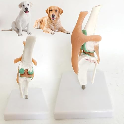 Hundekniegelenkmodell, mit Bändern, Hundeskelettmodell, biegbares Skelett, Bewegungsschau, für wissenschaftliche Studien Hundekniegelenkmodell, mit Bändern, Hundeskelettmodell, biegbares Skelett, Bewegungsschau, für wissenschaftliche Studien von ZhuiFengA