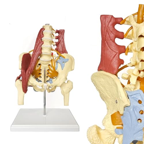 Knochenmodell der menschlichen Lendenwirbelsäule, weibliches Beckenmodell, Anatomiemodell der Beckenbodenmuskulatur, lebensgroßes anatomisches Skelettmodell für Erwachsene medizinische Knochenmodell der menschlichen Lendenwirbelsäule, weibliches Beckenmodell, Anatomiemodell der Beckenbodenmuskulatur, lebensgroßes anatomisches Skelettmodell für Erwachsene medizinische von ZhuiFengA