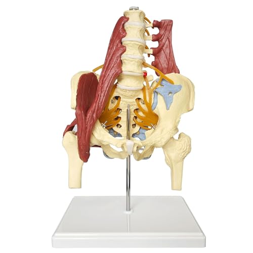 Knochenmodell der menschlichen Lendenwirbelsäule, weibliches Beckenmodell 1:1 Lebensgröße für medizinische Ausbildungsstudien Knochenmodell der menschlichen Lendenwirbelsäule, weibliches Beckenmodell 1:1 Lebensgröße für medizinische Ausbildungsstudien von ZhuiFengA