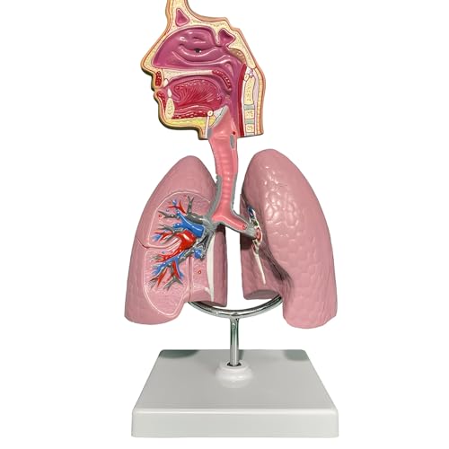 Modell der menschlichen Nasenhöhle und des Rachen-Atmungssystems, mit Produkthandbuchkarte auf PVC-Basis, für die medizinische Lehr- und Ausbildungsdarstellung Modell der menschlichen Nasenhöhle und des Rachen-Atmungssystems, mit Produkthandbuchkarte auf PVC-Basis, für die medizinische Lehr- und Ausbildungsdarstellung von ZhuiFengA