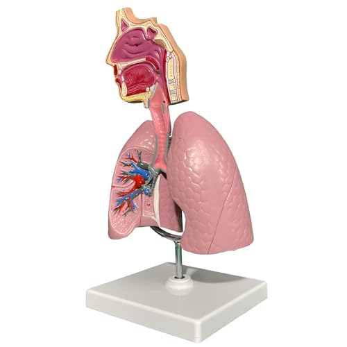Modell des Atmungssystems, Lungenmodell, anatomisches Modell der menschlichen Nase und des Rachens, zum Lernen und Ausstellen für Schüler Modell des Atmungssystems, Lungenmodell, anatomisches Modell der menschlichen Nase und des Rachens, zum Lernen und Ausstellen für Schüler von ZhuiFengA
