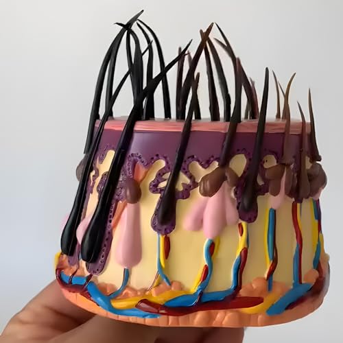 Modell des Haarwachstumsprozesses, Hautanatomiemodell, anatomisches Haarfollikelmodell mit Basis, zum Lehren, Lernen, Anzeigen Modell des Haarwachstumsprozesses, Hautanatomiemodell, anatomisches Haarfollikelmodell mit Basis, zum Lehren, Lernen, Anzeigen von ZhuiFengA