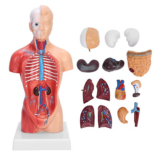 11 In Human Torso Body Model, Human Anatomy Torso Model, Educational Medical Science Model, for Teaching Detachable, Students, Teachers, and Medical Healthcare Professionals von Zoeyilan