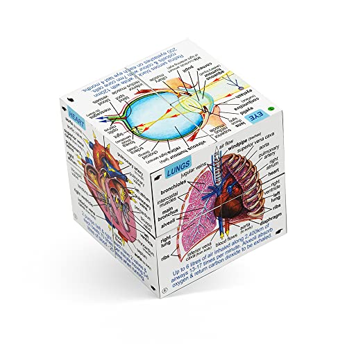 ZooBooKoo Scientific Human Body Cube Book - Systems and Statistics von ZooBooKoo