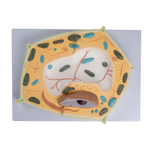 Pflanzenzellen Modell für Zelllernen Medizinisches Anatomisches Lehrmodell Organmodell Pflanzenzelle Anatomisches Anatomiemodell Pflanzenzellen Modell für Zelllernen Medizinisches Anatomisches Lehrmodell Organmodell Pflanzenzelle Anatomisches Anatomiemodell von Zqxnt
