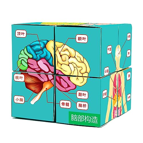 Science Klassenzimmer Demonstration Tool Kinder Puzzle Menschliche Anatomie Menschlicher Körper Organe Würfel Menschliche Anatomie Studie Würfel Menschliche Anatomie Studie Würfel Teile Der Studie Science Klassenzimmer Demonstration Tool Kinder Puzzle Menschliche Anatomie Menschlicher Körper Organe Würfel Menschliche Anatomie Studie Würfel Menschliche Anatomie Studie Würfel Teile Der Studie von Zqxnt