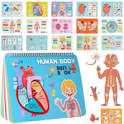 Buch beschäftigt mit dem menschlichen Körper – Aktivität der pädagogischen Anatomie, sensorisches Spielzeug für die Vorschule | Interaktive Erfahrungen mit Durchblutung, Muskeln, und Haut, um Buch beschäftigt mit dem menschlichen Körper – Aktivität der pädagogischen Anatomie, sensorisches Spielzeug für die Vorschule | Interaktive Erfahrungen mit Durchblutung, Muskeln, und Haut, um von Zunishaone