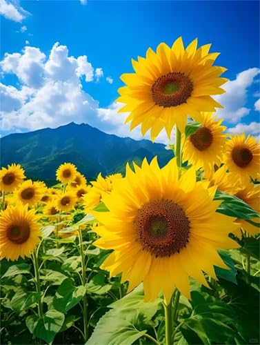 Puzzle 1000 Teile Erwachsene,Frameless Sonnenblumenhügel Puzzles für Lernspiel Herausforderungsspielzeug 1000 Teile Puzzles für Erwachsene Kinder Geschenk Moderne Wohnkultur Puzzle 1000 Teile Erwachsene,Frameless Sonnenblumenhügel Puzzles für Lernspiel Herausforderungsspielzeug 1000 Teile Puzzles für Erwachsene Kinder Geschenk Moderne Wohnkultur von Zuooyi