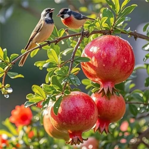 Puzzle 300 Teile für Erwachsene Herbstroter Granatapfel,35x35cm Klassisches Puzzles Lernspiel für Erwachsene,Bunte Kunstwerk Puzzle,Wunderschönes Dekoration Puzzles Geschenke von Zuooyi