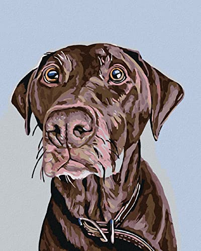 Zuty 802170, Malen nach Zahlen-BRAUNER Hund MIT BRAUNEM Halsband 40x50 cm ohne Keilrahmen von Zuty