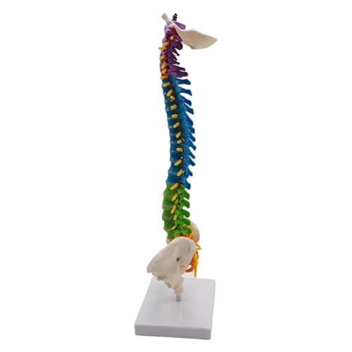Zymoplas Flexibles Wirbelsäulenmodell für Schule, Biologie, Unterricht, anatomische Demonstration, pädagogisches Werkzeug, mit Becken stehend von Zymoplas