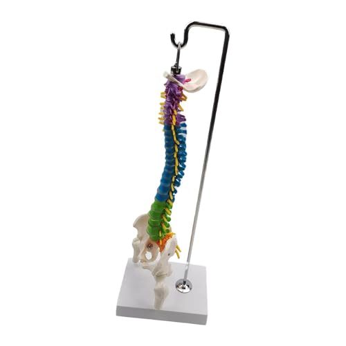 Zymoplas Flexibles Wirbelsäulenmodell für Schule, Biologie, Unterricht, anatomische Demonstration, pädagogisches Werkzeug, mit Beckenschenkel von Zymoplas