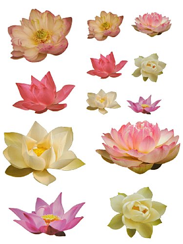 alles-meine.de GmbH 12 TLG. XL Set: Wandtattoo/Sticker - Seerosen Blumen Blüten Seerose - Postersticker - Wandsticker Aufkleber von alles-meine.de GmbH