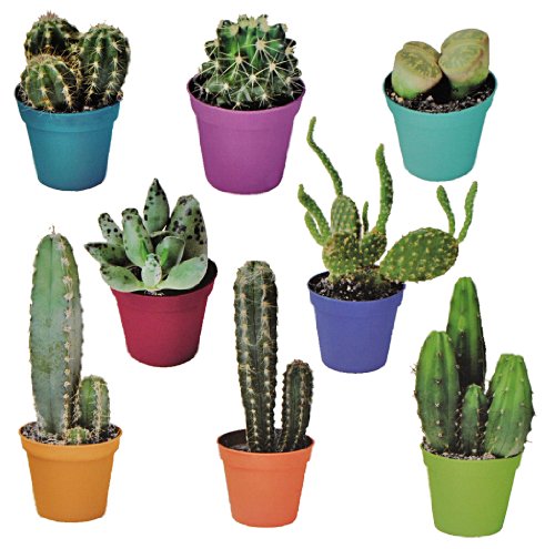 alles-meine.de GmbH 8 TLG. Set: XL Wandtattoo/Sticker - Kaktus Kakteen Wüste Strauch Blume Blumen Mexiko - Wandsticker Aufkleber alles-meine.de GmbH 8 TLG. Set: XL Wandtattoo/Sticker - Kaktus Kakteen Wüste Strauch Blume Blumen Mexiko - Wandsticker Aufkleber von alles-meine.de GmbH