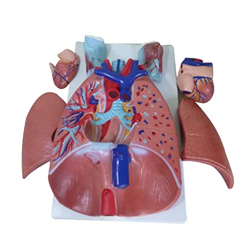 Modell der menschlichen Atemwege, menschliches Larynx-, Herz-Lungen-Anatomie-Modell, Lungenherzmodell für den medizinischen Unterricht, Atemwegsmodell, pädagogisches Modell, Atemwegsmodell von apughize