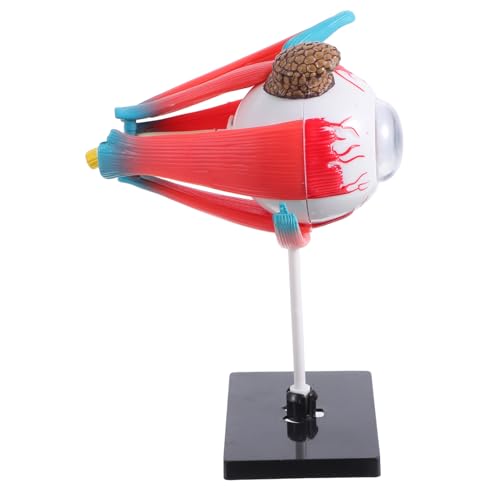Balacoo Anatomisches Augenmodell Lernspielzeug Human Anatomy Model Pädagogisch Sicher Langlebig Für Zuhause Schule Kindergarten Wissenschaftliche Entdeckung von balacoo