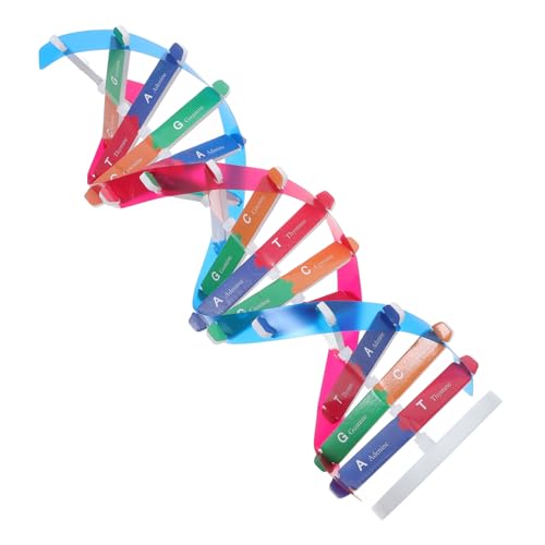 Balacoo DNA Doppelhelix Modellbausatz Spiralstruktur Präzises Gen Lehrmodell Interaktives Wissenschaftsexperiment Leicht Montierbar für Schulunterricht Labor Wissenschaftsausstellung von balacoo