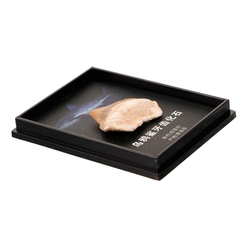 Balacoo Fossiles Haifischzahn Modell mit Dekorativer Box Einzigartiges Sammlerstück und Lehrmaterial Naturgetreues Paläontologie für Schreibtisch und Bildung Balacoo Fossiles Haifischzahn Modell mit Dekorativer Box Einzigartiges Sammlerstück und Lehrmaterial Naturgetreues Paläontologie für Schreibtisch und Bildung von balacoo