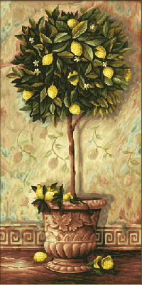 Citrus Limonum Citrus Limonum
