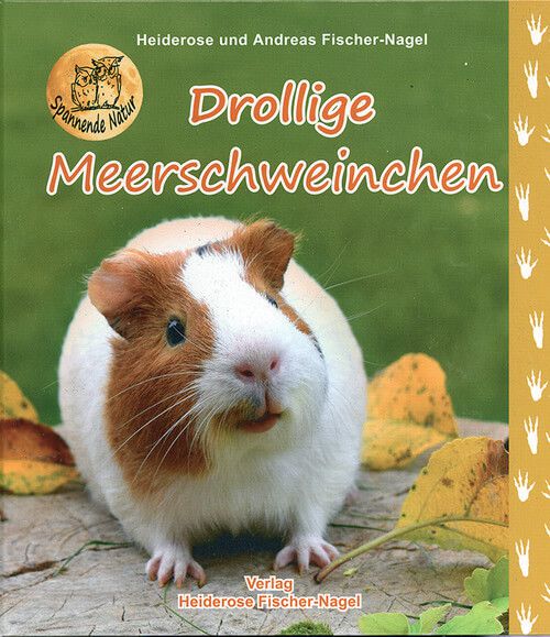 Drollige Meerschweinchen