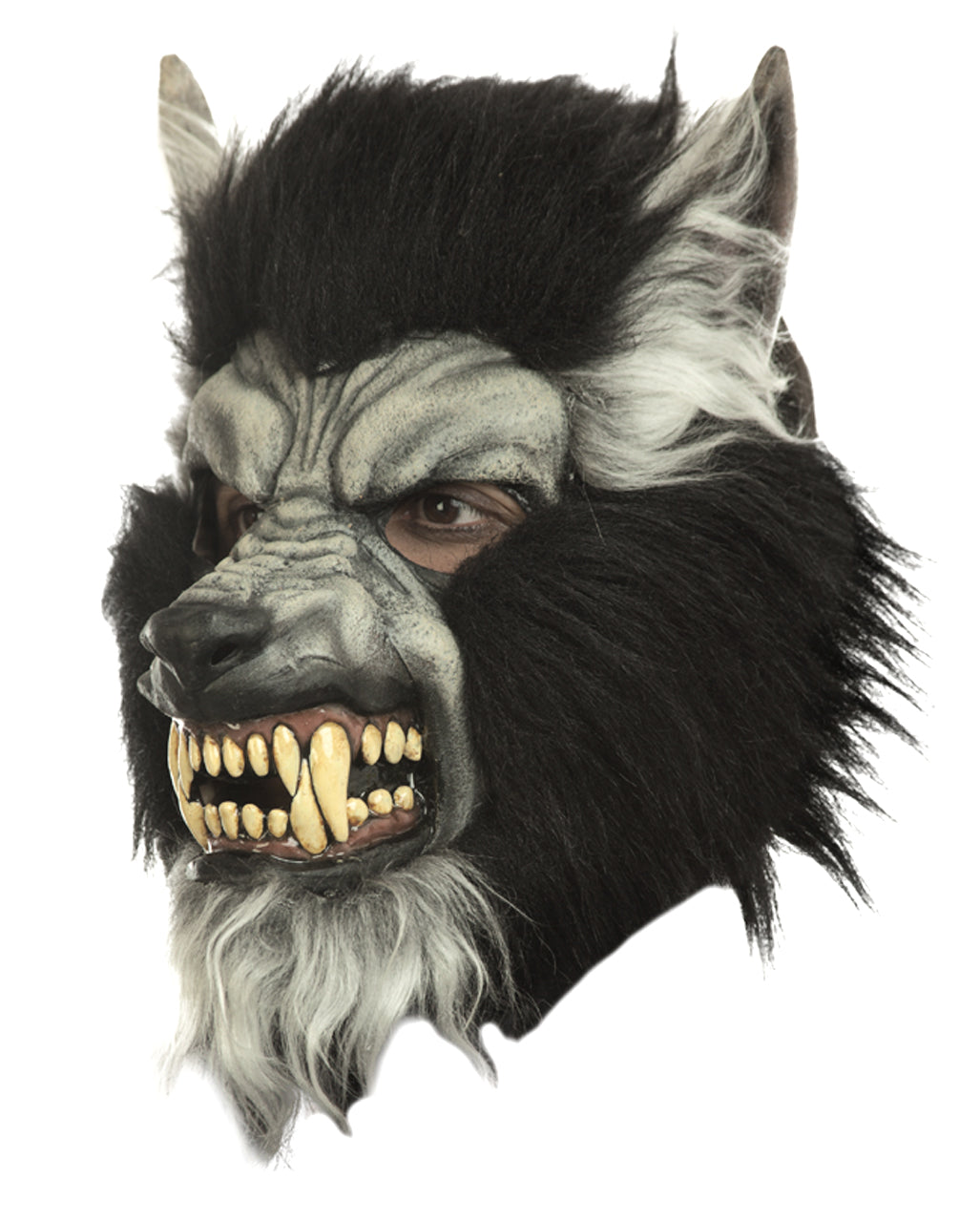 Graue Wolf Maske mit Reißzähnen