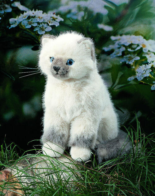 Kösen - Birmakatze Siri, klein Kösen - Birmakatze Siri, klein