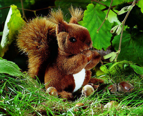 Kösen - Kösen Eichhörnchen, klein Kösen - Kösen Eichhörnchen, klein