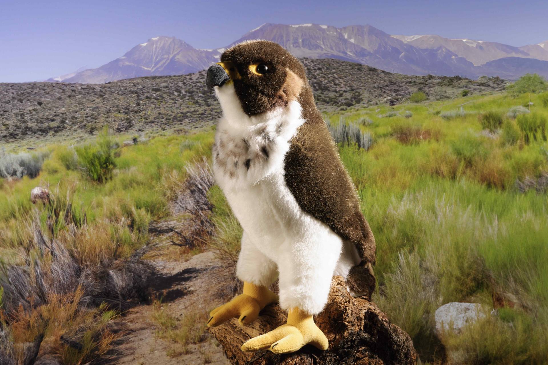 Kösen - Kösen – Wanderfalke