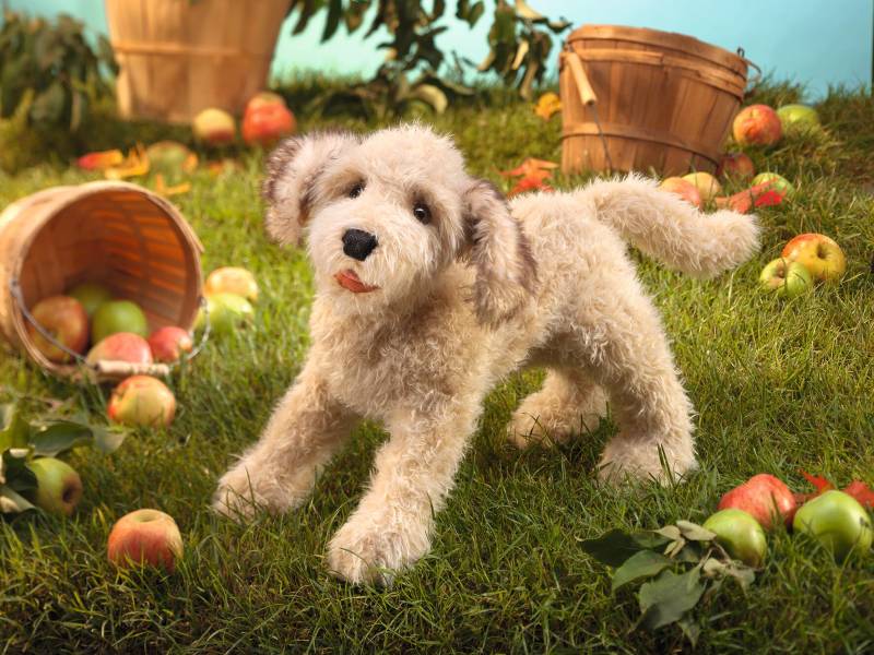 Labradoodle Labradoodle