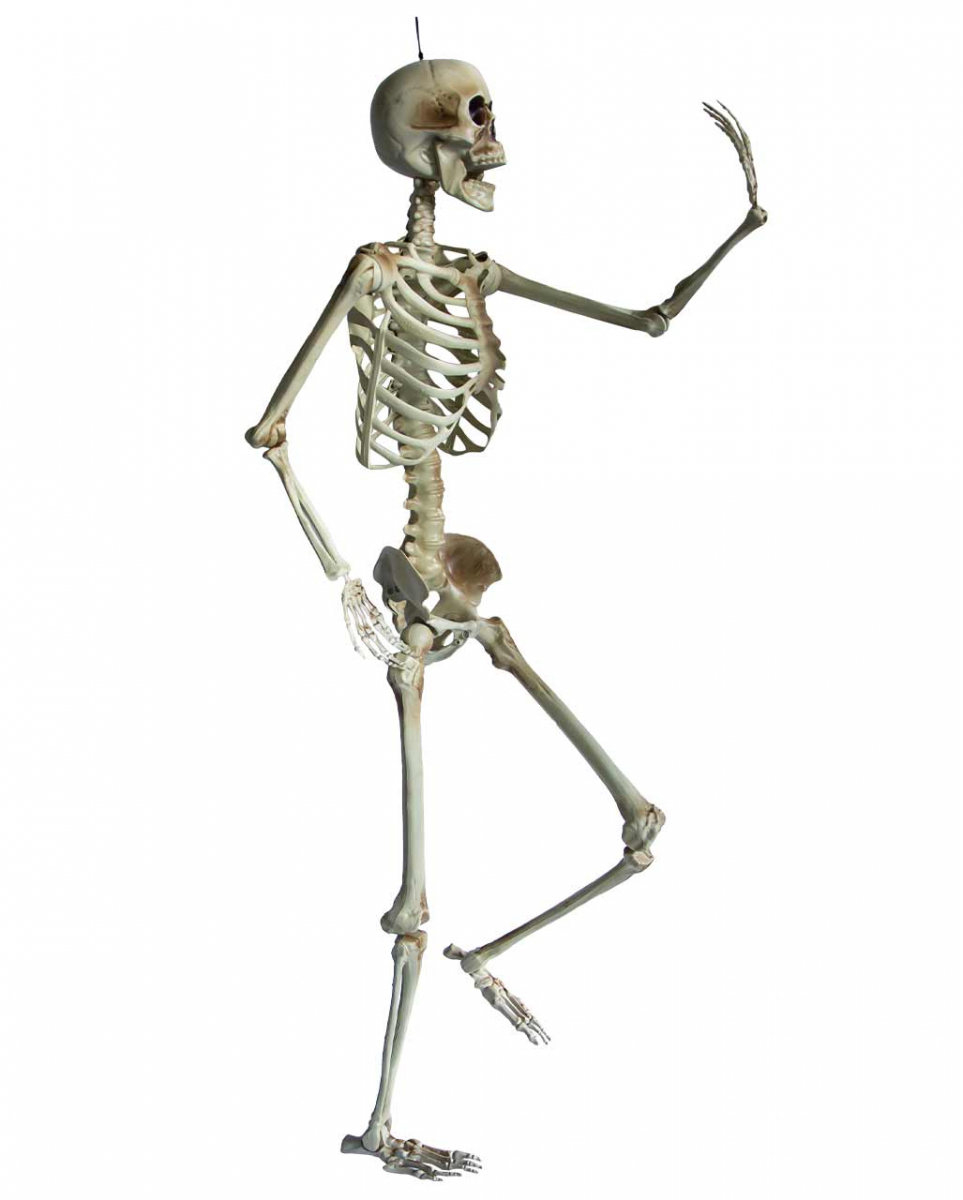 Lebensgroßes Halloween Skelett 160cm
