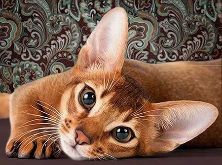 Niedliche Katze Niedliche Katze