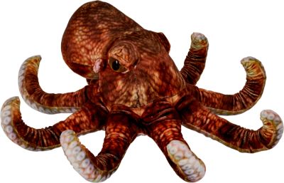 Oktopus - Nature Zoom Wild Oktopus - Nature Zoom Wild