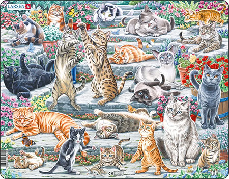 S��e Katzen (verschiedene Rassen und Gr��en)