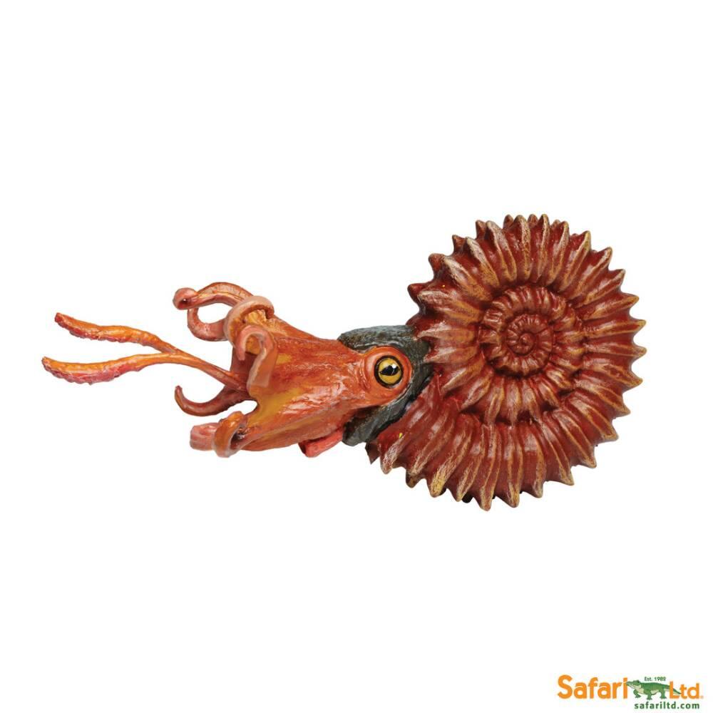 Safari - Ammonite Safari - Ammonite