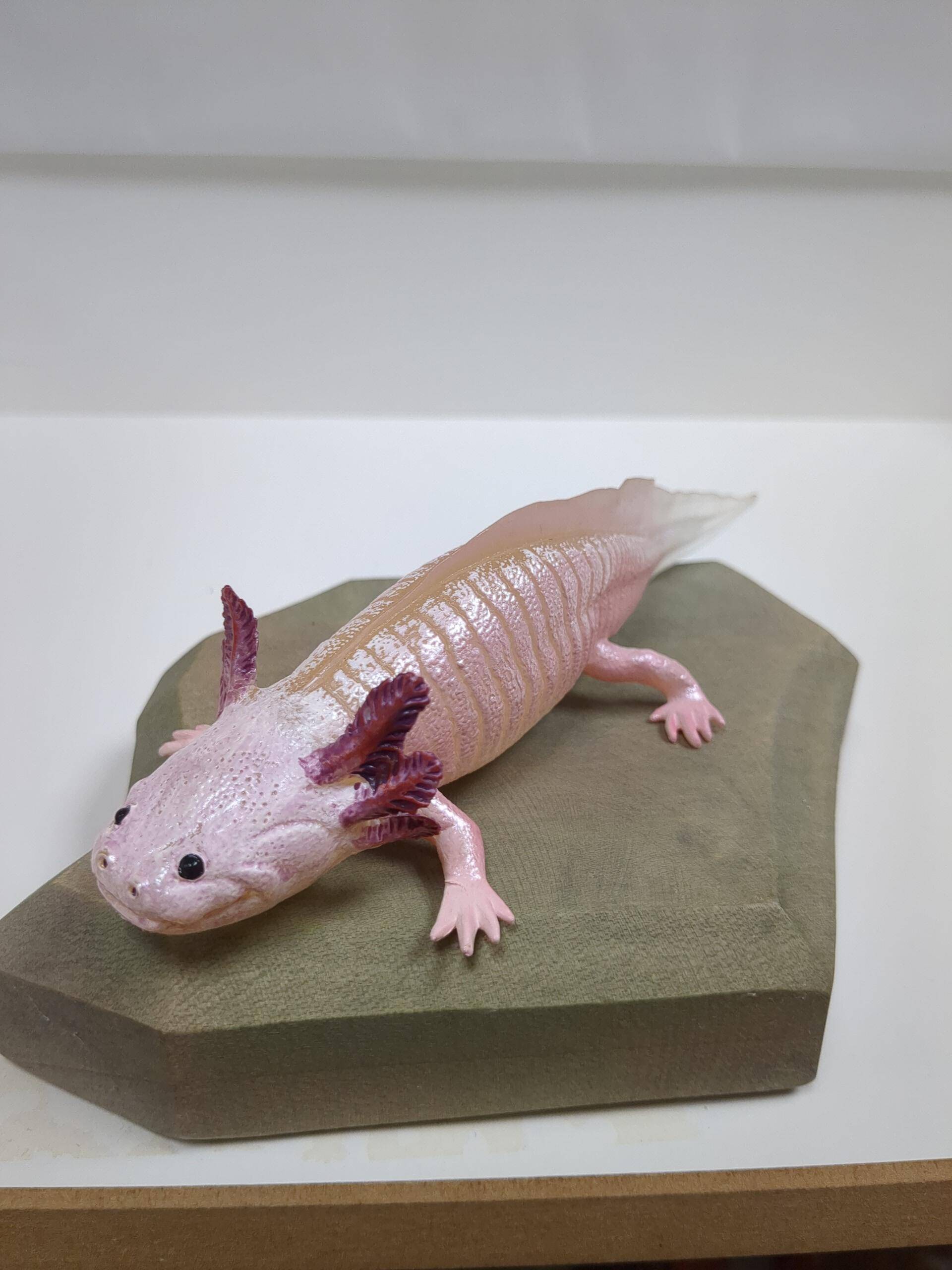 Safari - Axolotl Safari - Axolotl