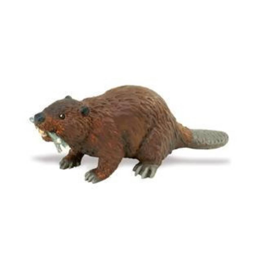 Safari - Biber Safari - Biber