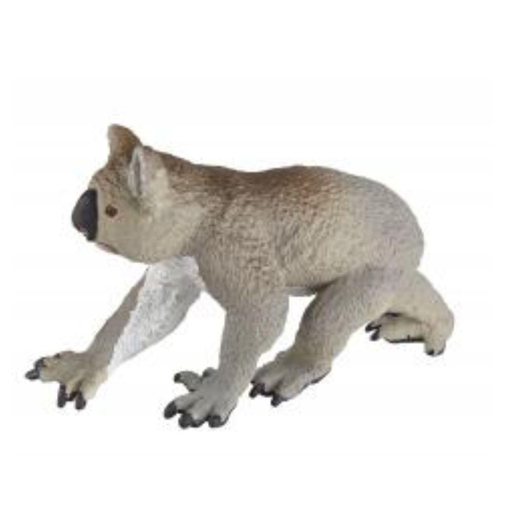 Safari - Koala Safari - Koala