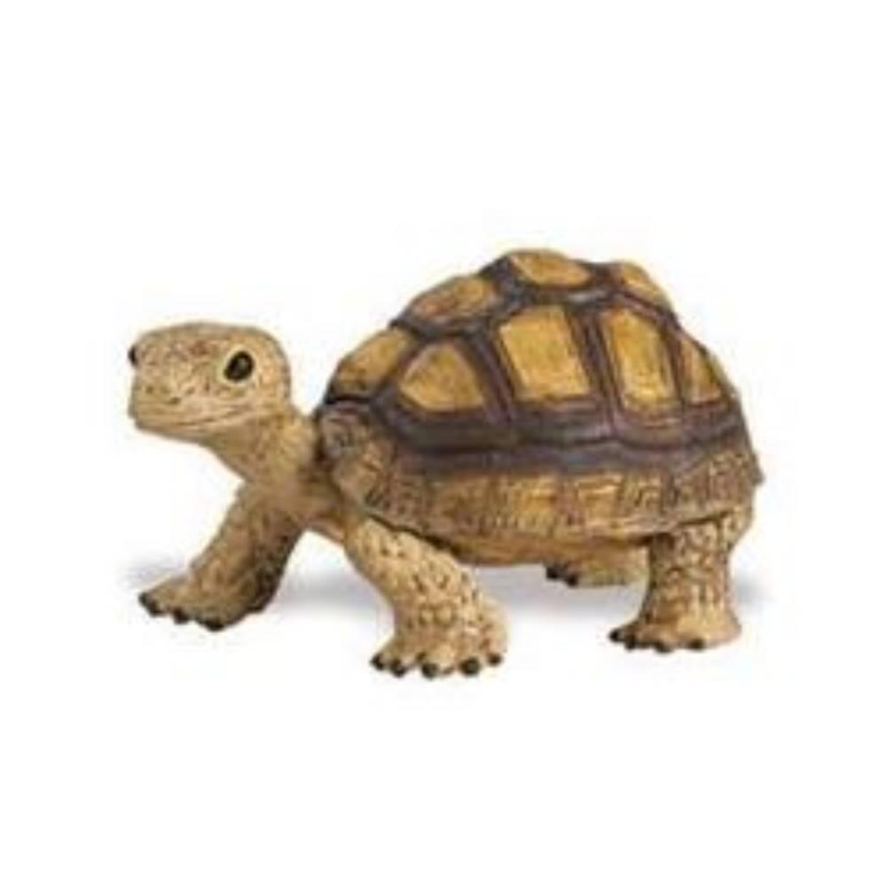 Safari - Landschildkröte Safari - Landschildkröte