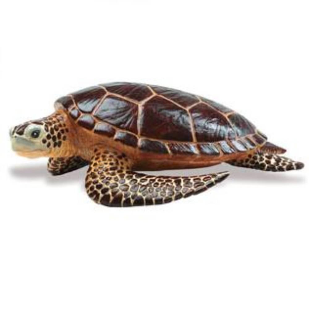 Safari - Meeresschildkröte Safari - Meeresschildkröte