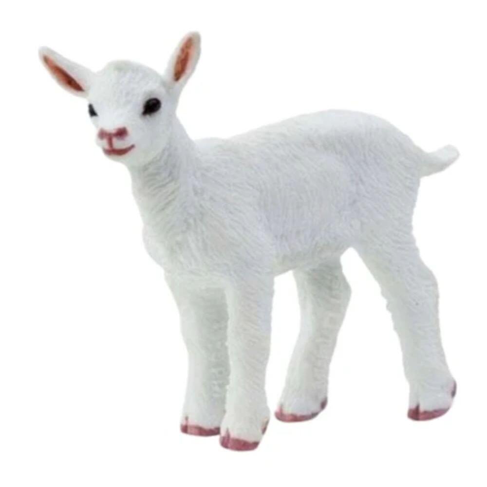 Safari - Zicklein Safari - Zicklein